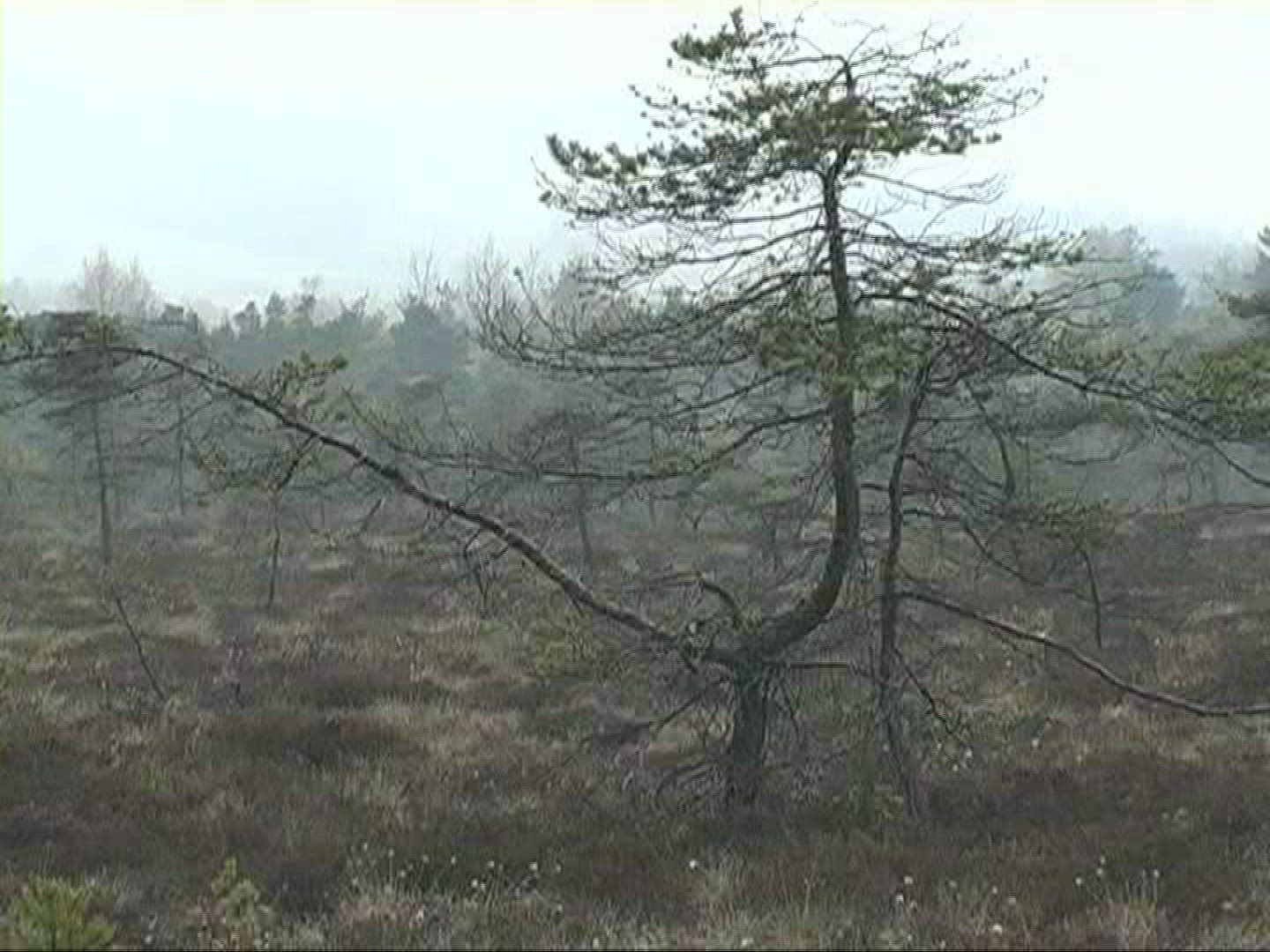 719298280 / Tree / Fog