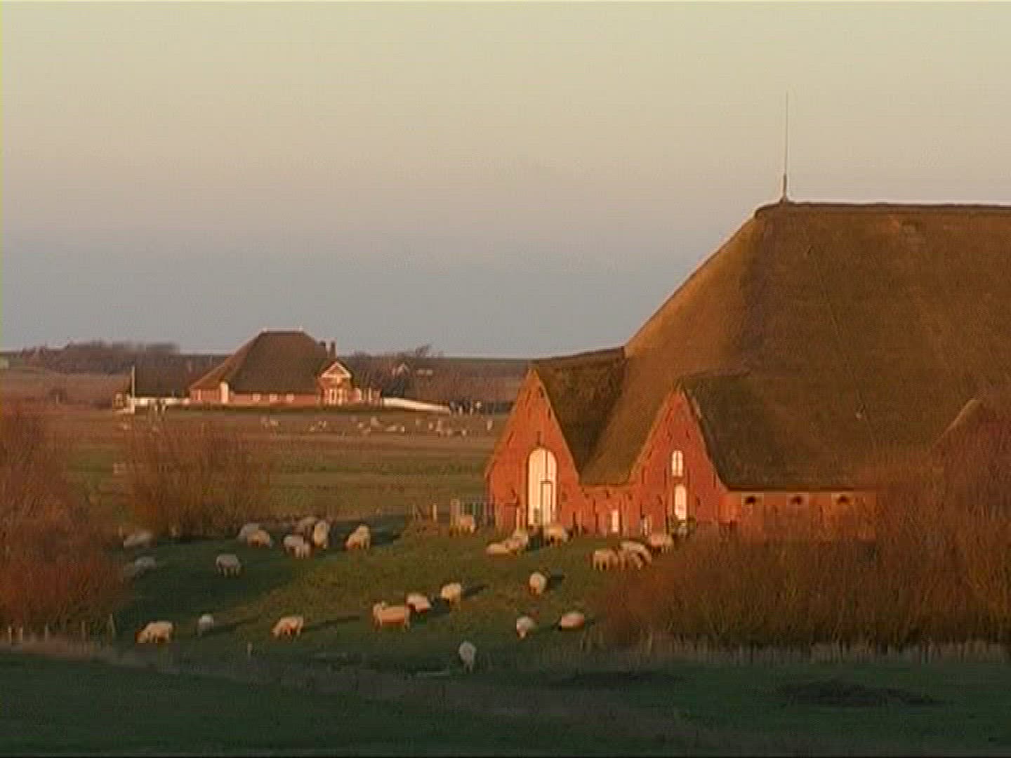 472691127 / Sheep / Pasture / Germany