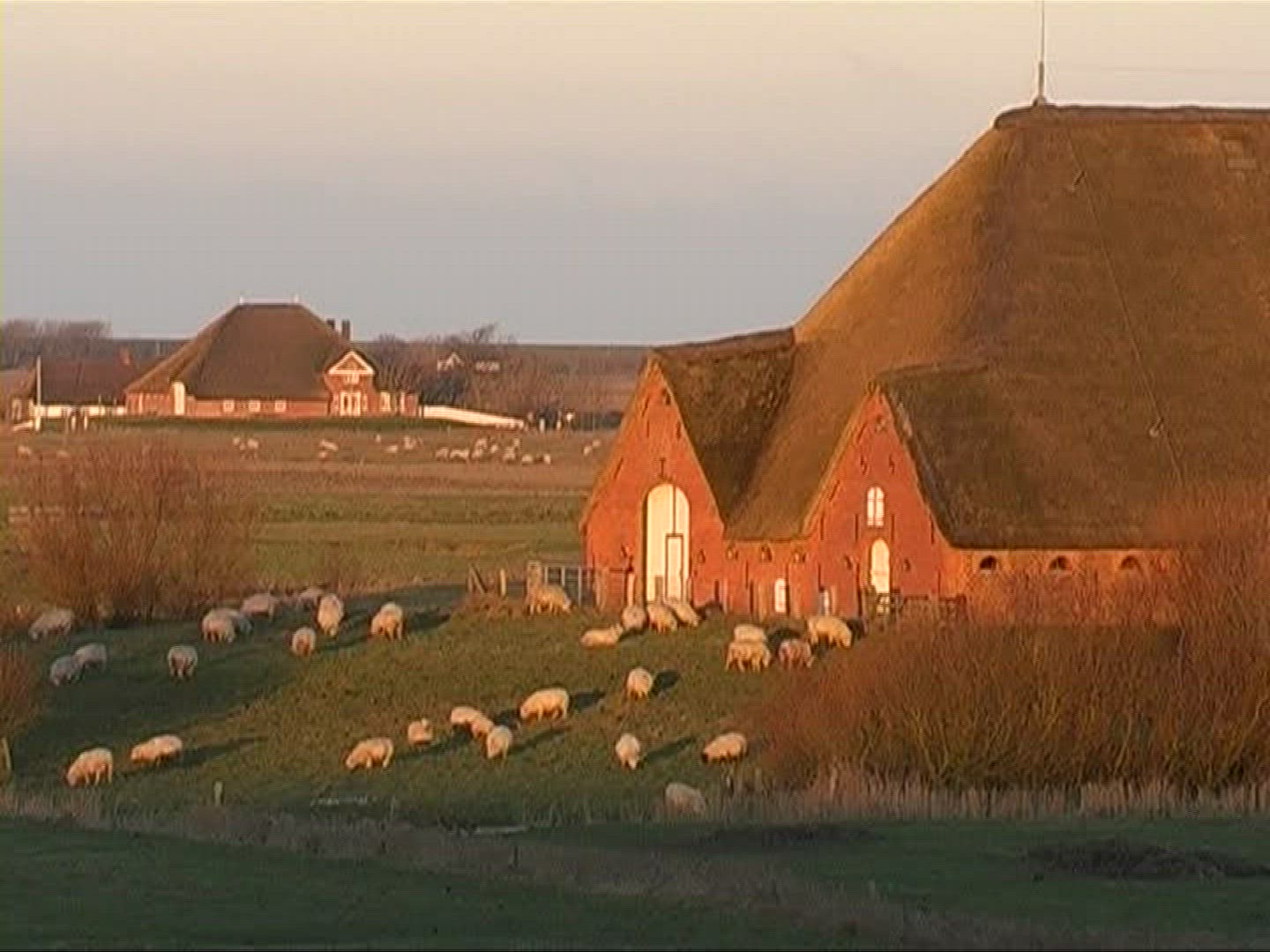 184531280 / Sheep / Pasture / Germany