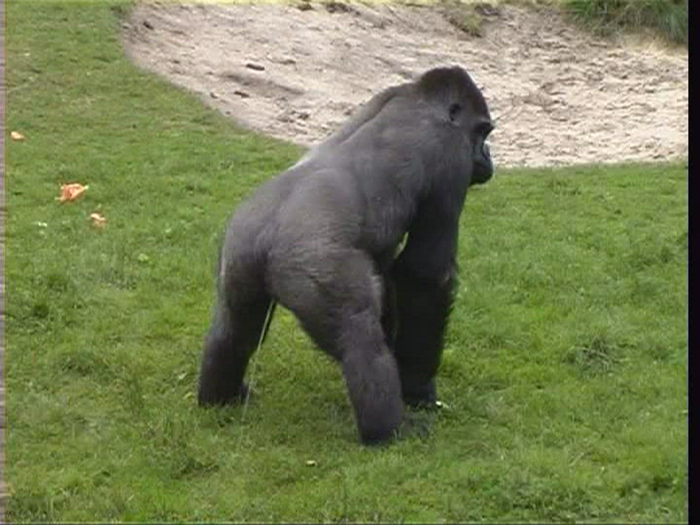804949879 / Gorilla / Zoo / Netherlands