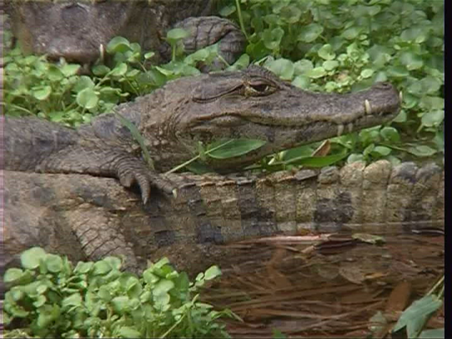 929634911 / Spectacled Caiman / Costa Rica