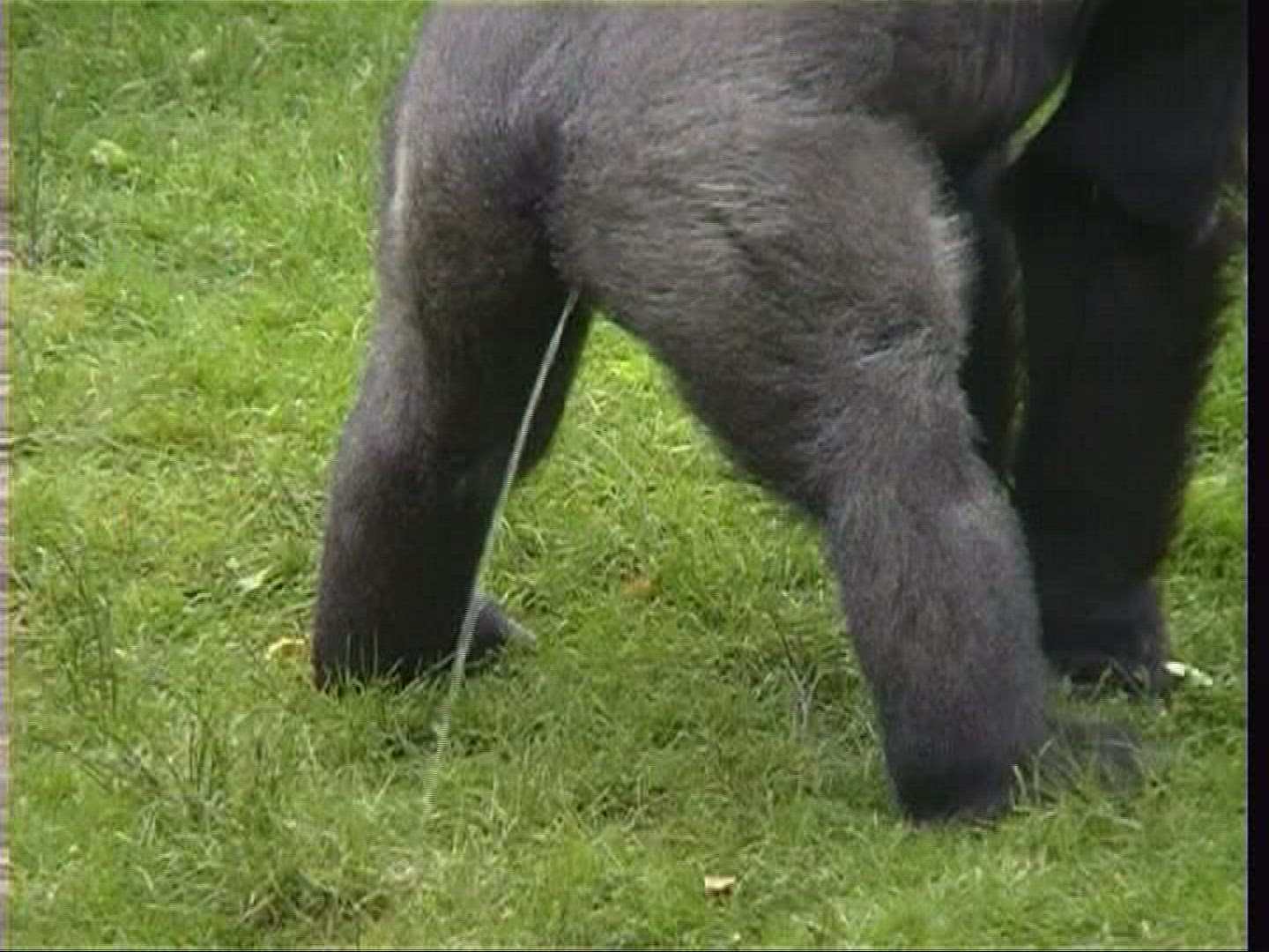 949643164 / Gorilla / Zoo / Netherlands