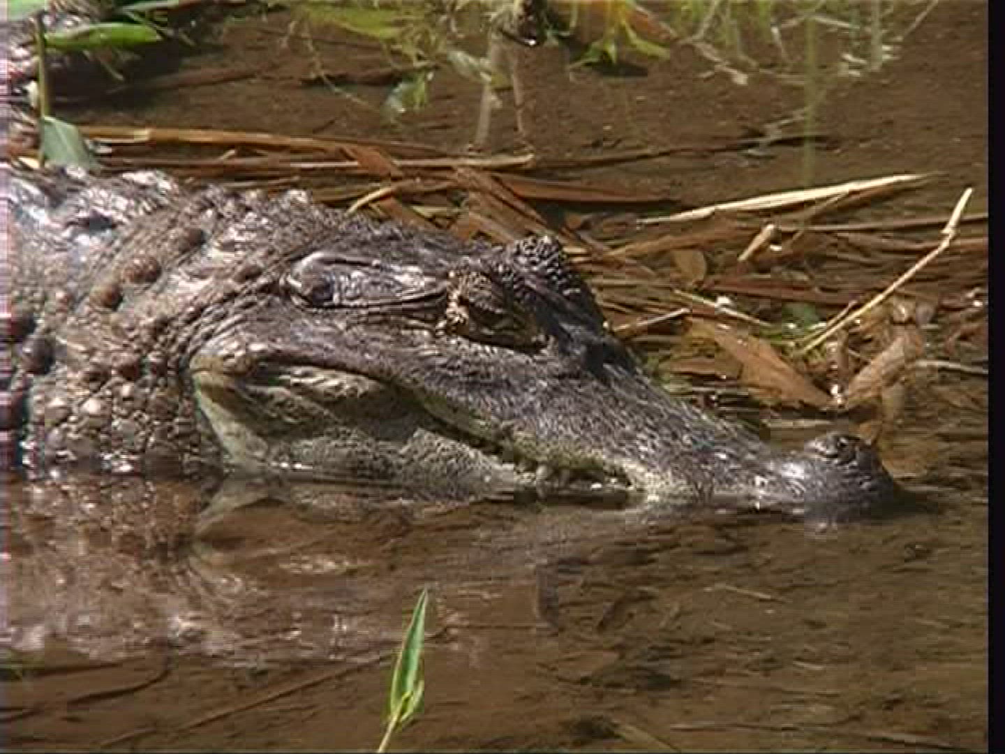 536908977 / Spectacled Caiman / Costa Rica
