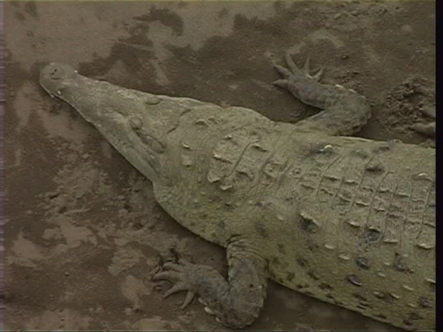 274044142 / Spectacled Caiman / Costa Rica