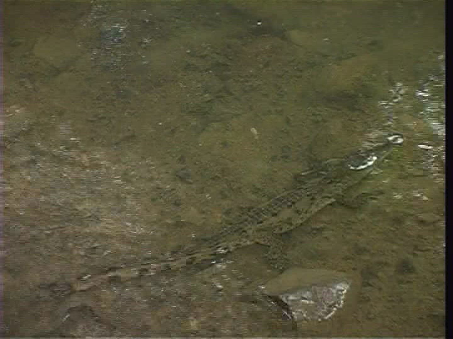 326635646 / Spectacled Caiman / Costa Rica