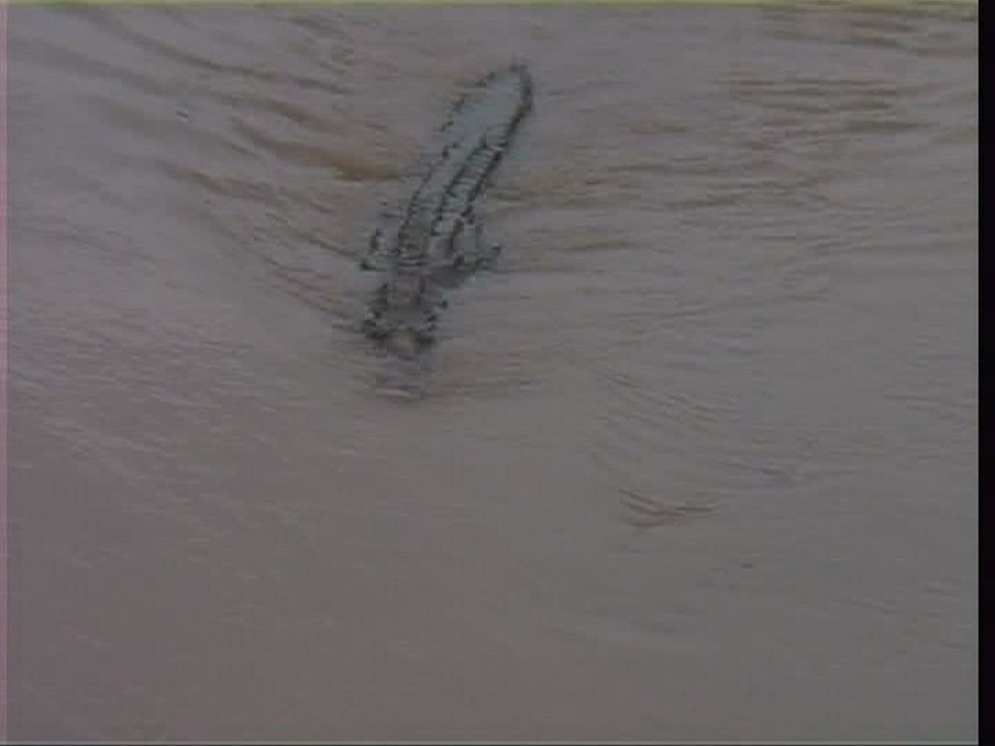 819670148 / Spectacled Caiman / Costa Rica