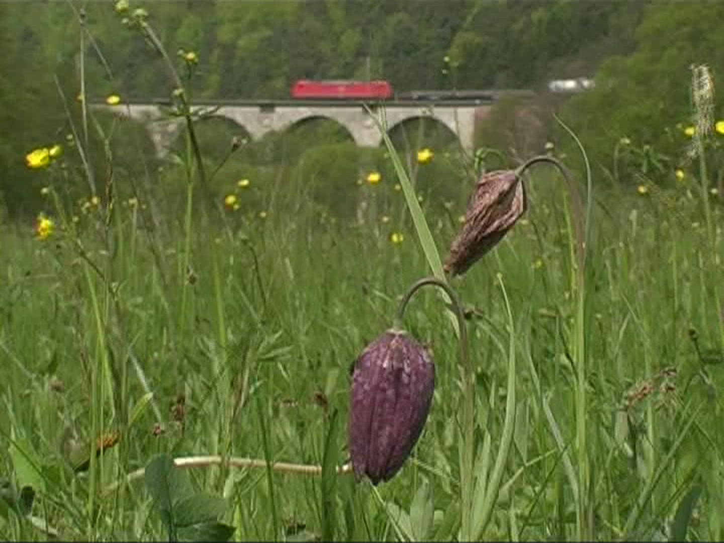 394890338 / Snake's Head Fritillary / Blossom