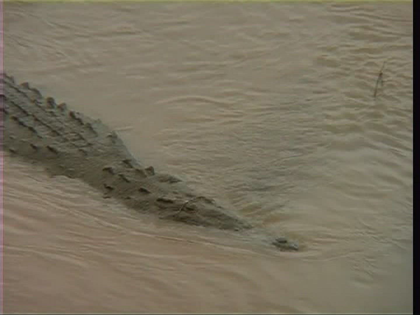 591647522 / Spectacled Caiman / Costa Rica