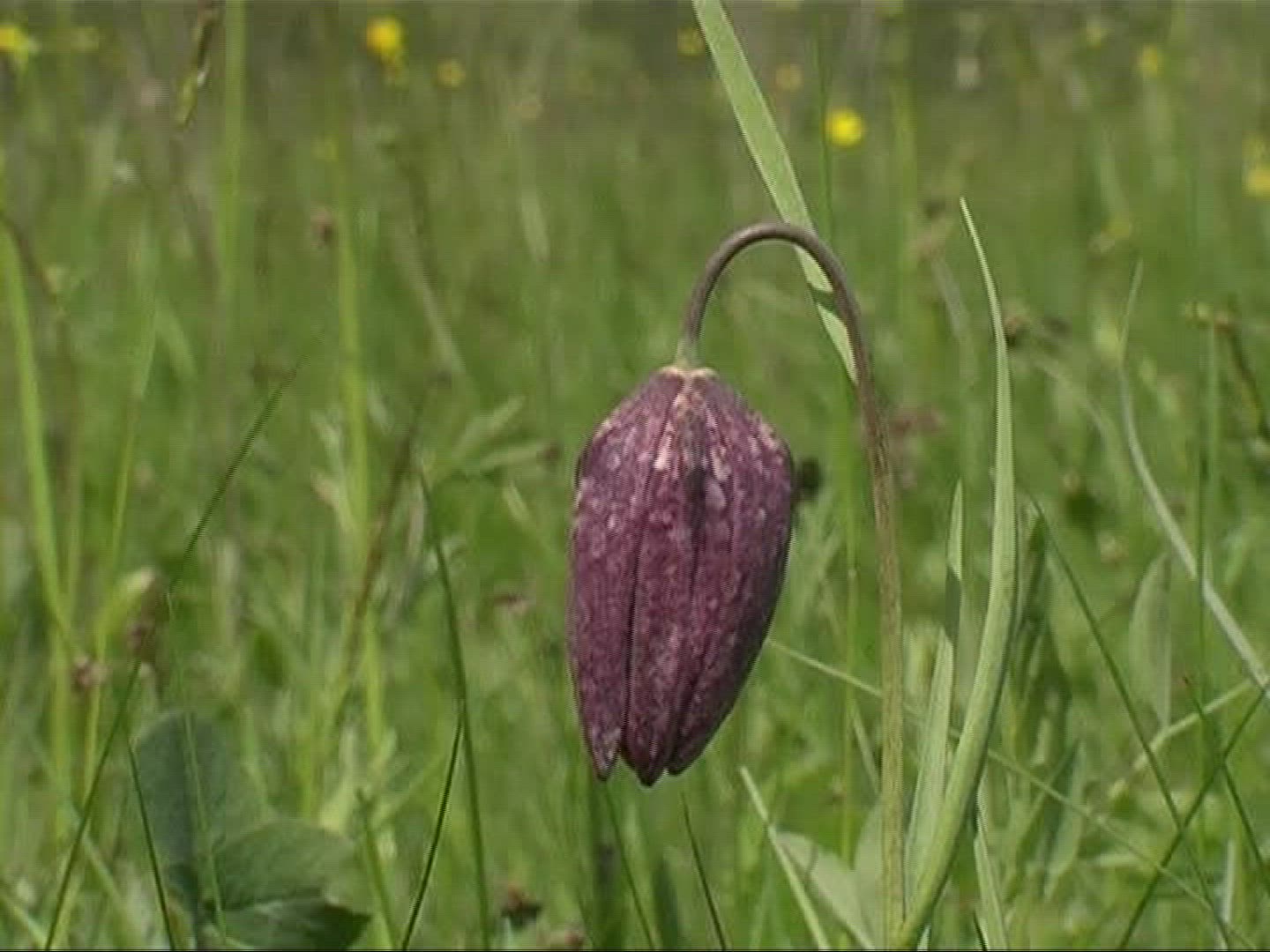 960970378 / Snake's Head Fritillary / Blossom