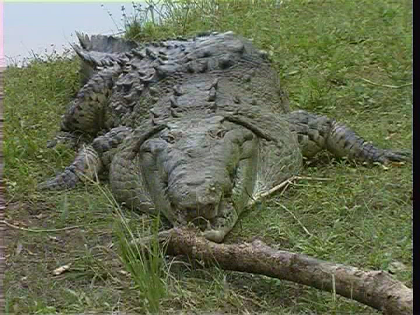 137136069 / Spectacled Caiman / Costa Rica