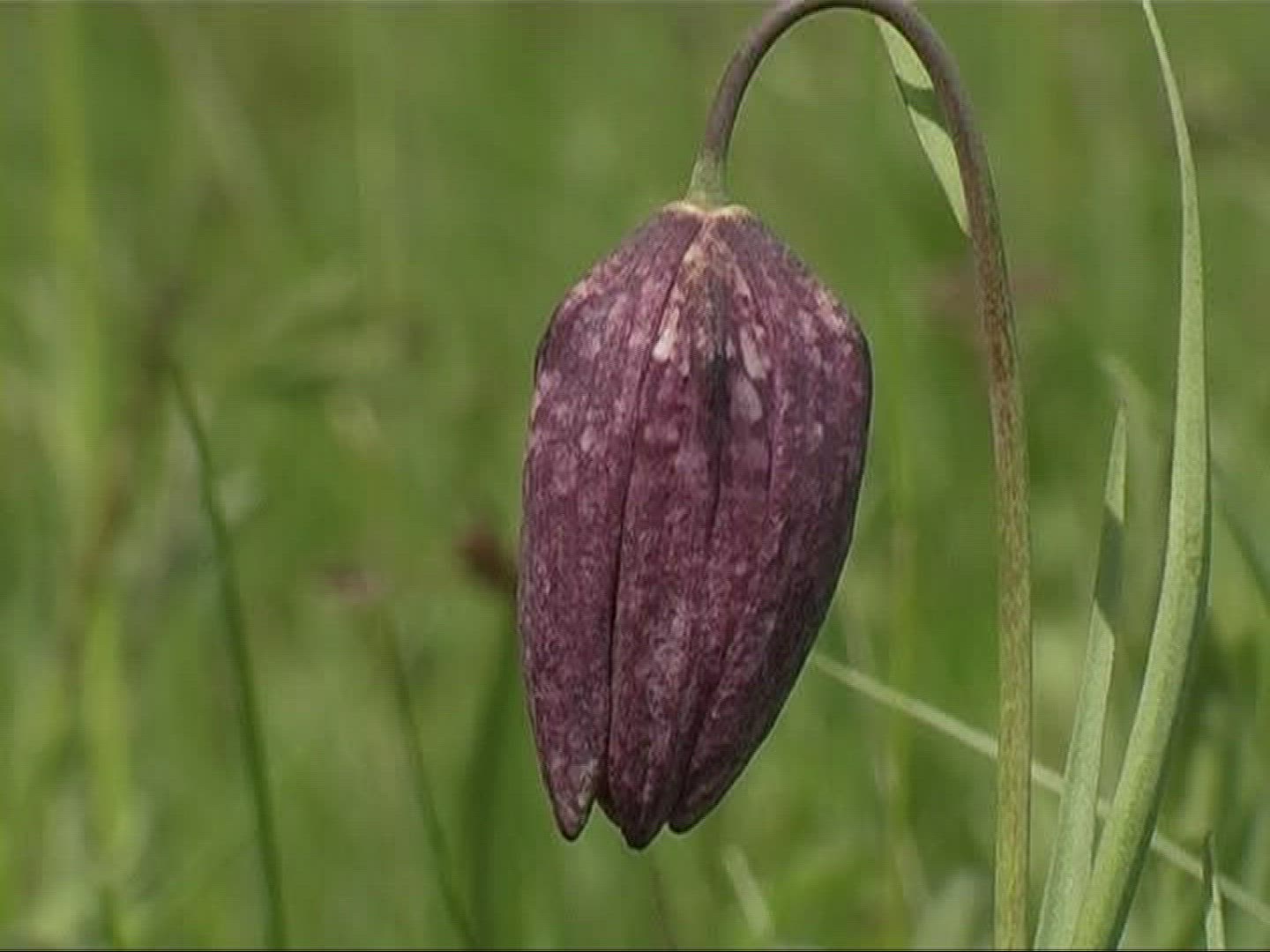 417711476 / Snake's Head Fritillary / Blossom