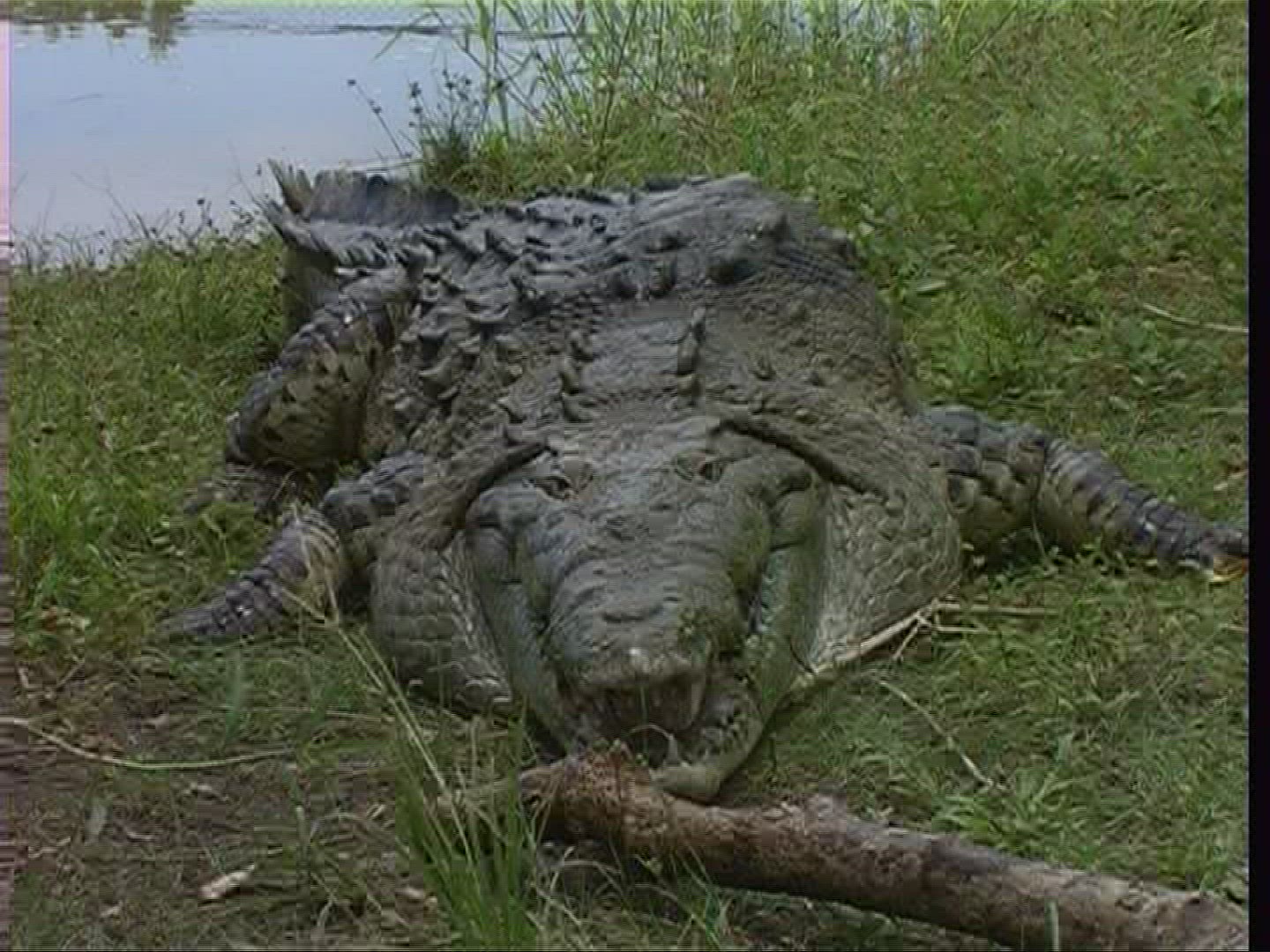 558056151 / Spectacled Caiman / Costa Rica