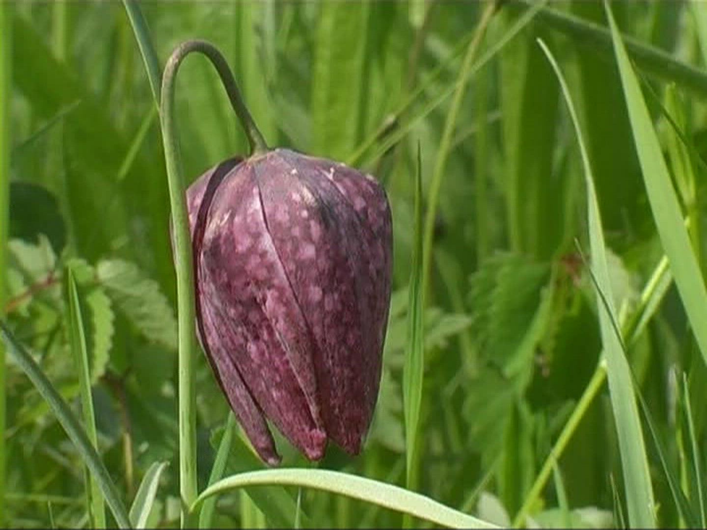 457287911 / Snake's Head Fritillary / Blossom