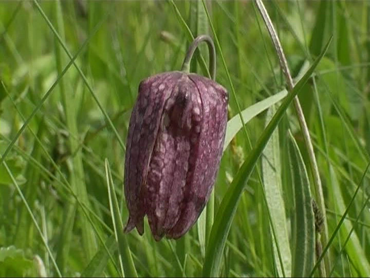 790429331 / Snake's Head Fritillary / Blossom