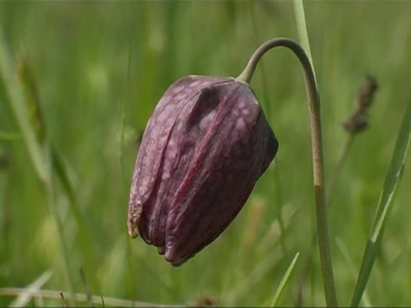 448142597 / Snake's Head Fritillary / Blossom