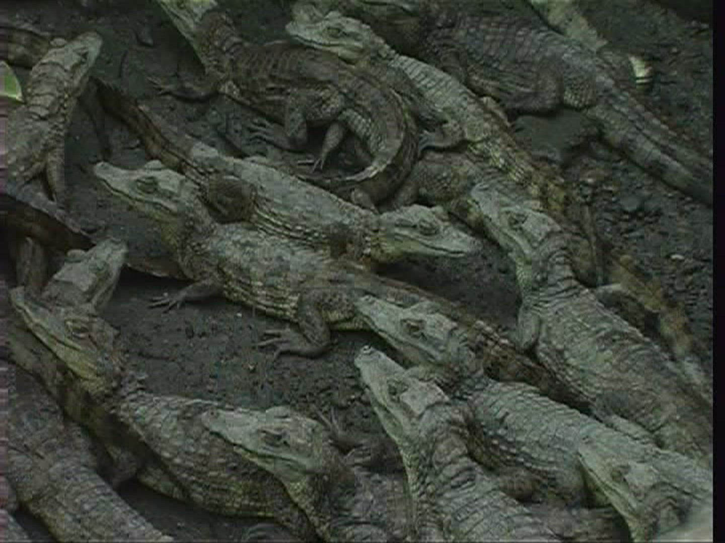 212366219 / Spectacled Caiman / Offspring / Costa Rica