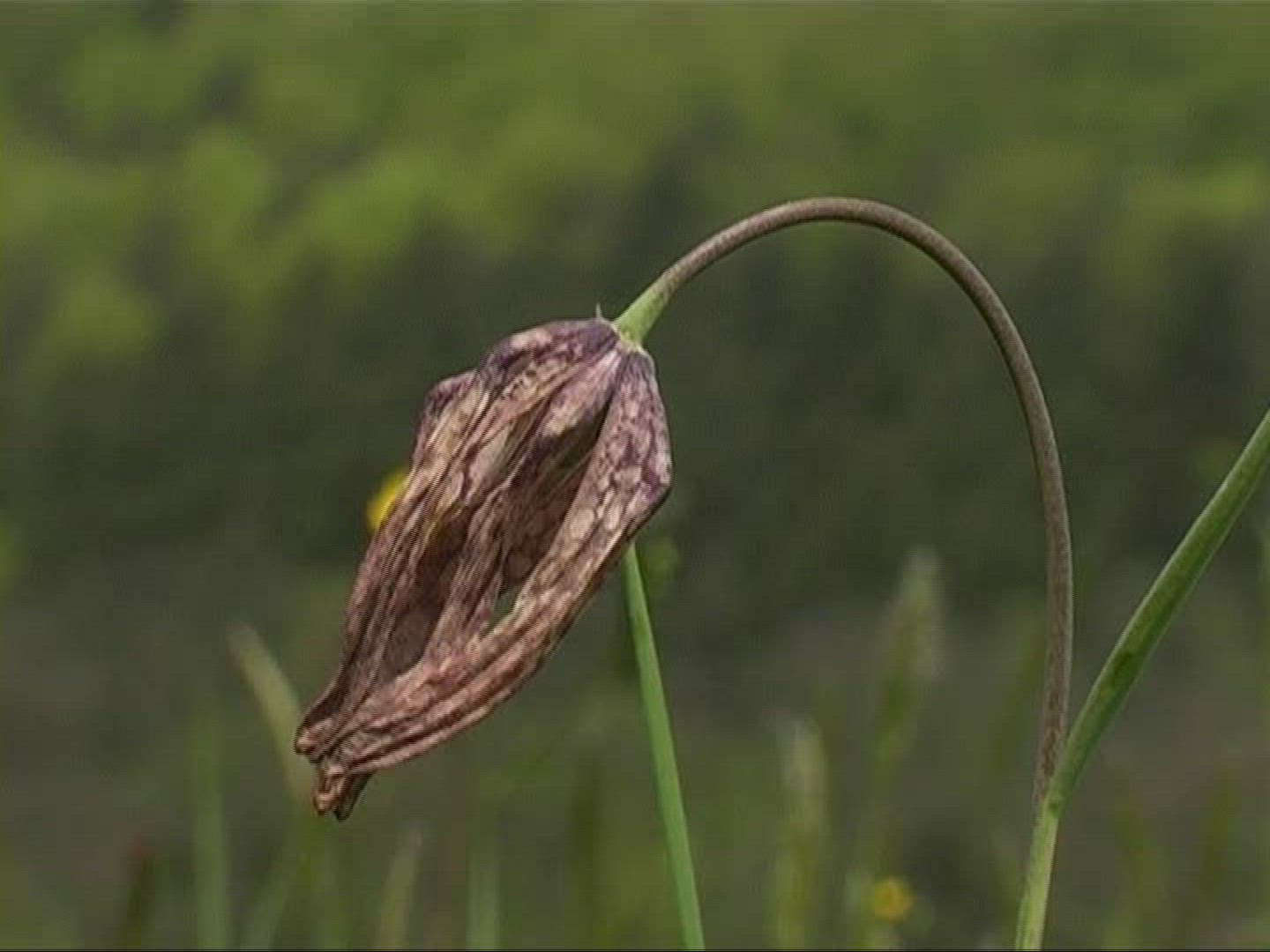 859127304 / Snake's Head Fritillary / Blossom
