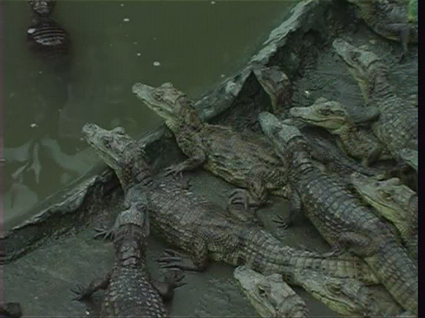494033508 / Spectacled Caiman / Offspring / Costa Rica