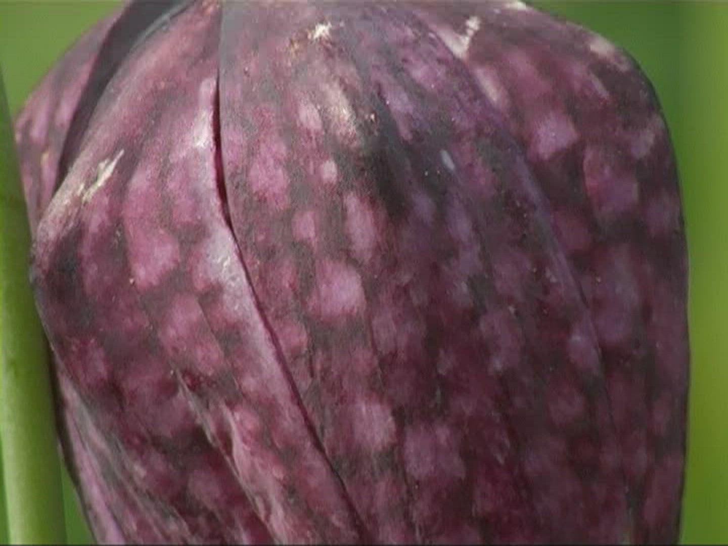 670927498 / Snake's Head Fritillary / Blossom