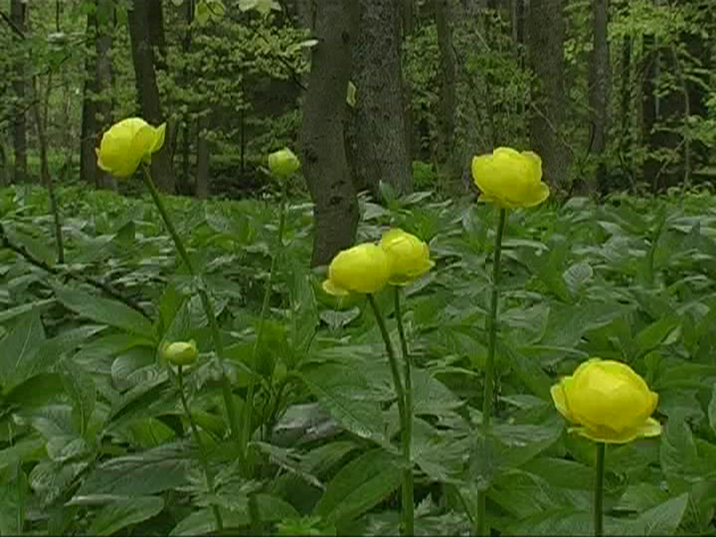 734556282 / Globe Flower / Blossom
