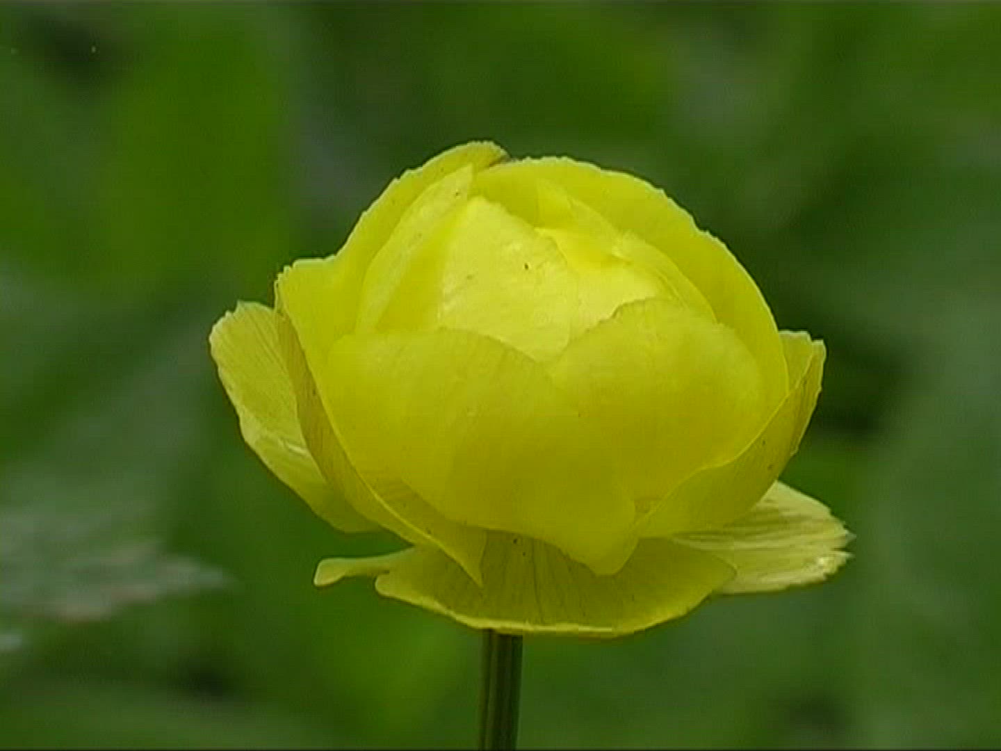 805266210 / Globe Flower / Blossom