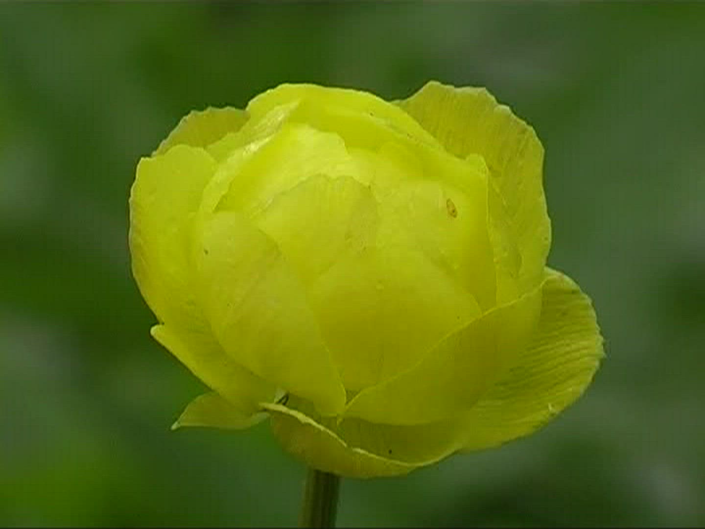 287609101 / Globe Flower / Blossom
