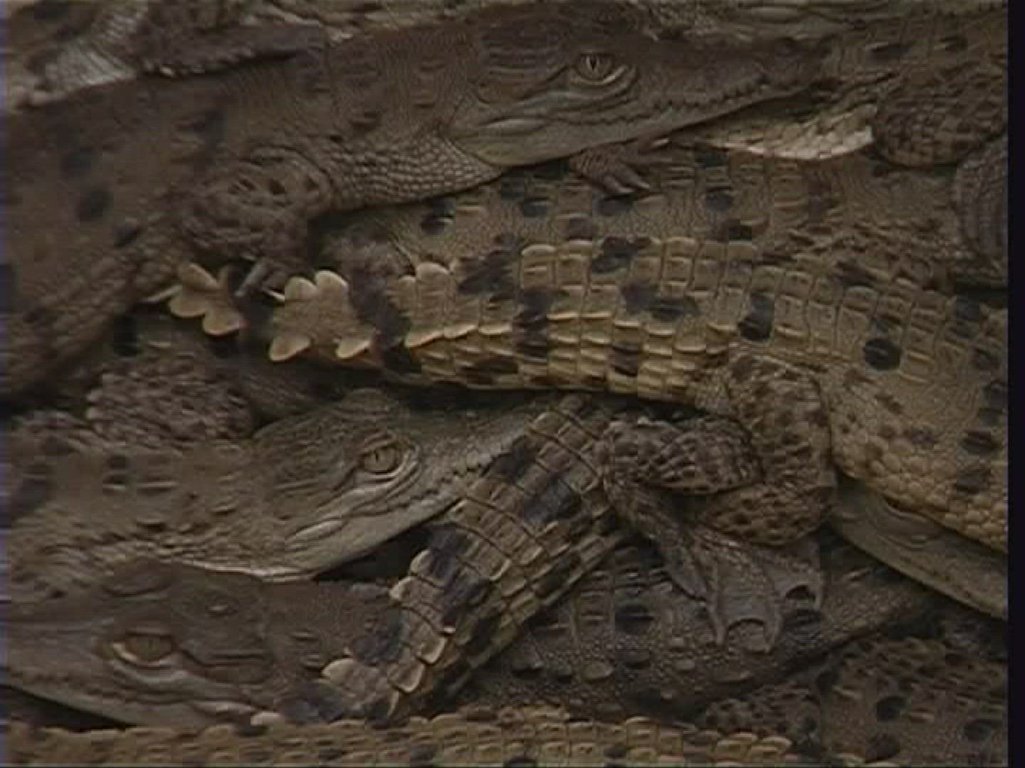 862223426 / Spectacled Caiman / Offspring / Costa Rica