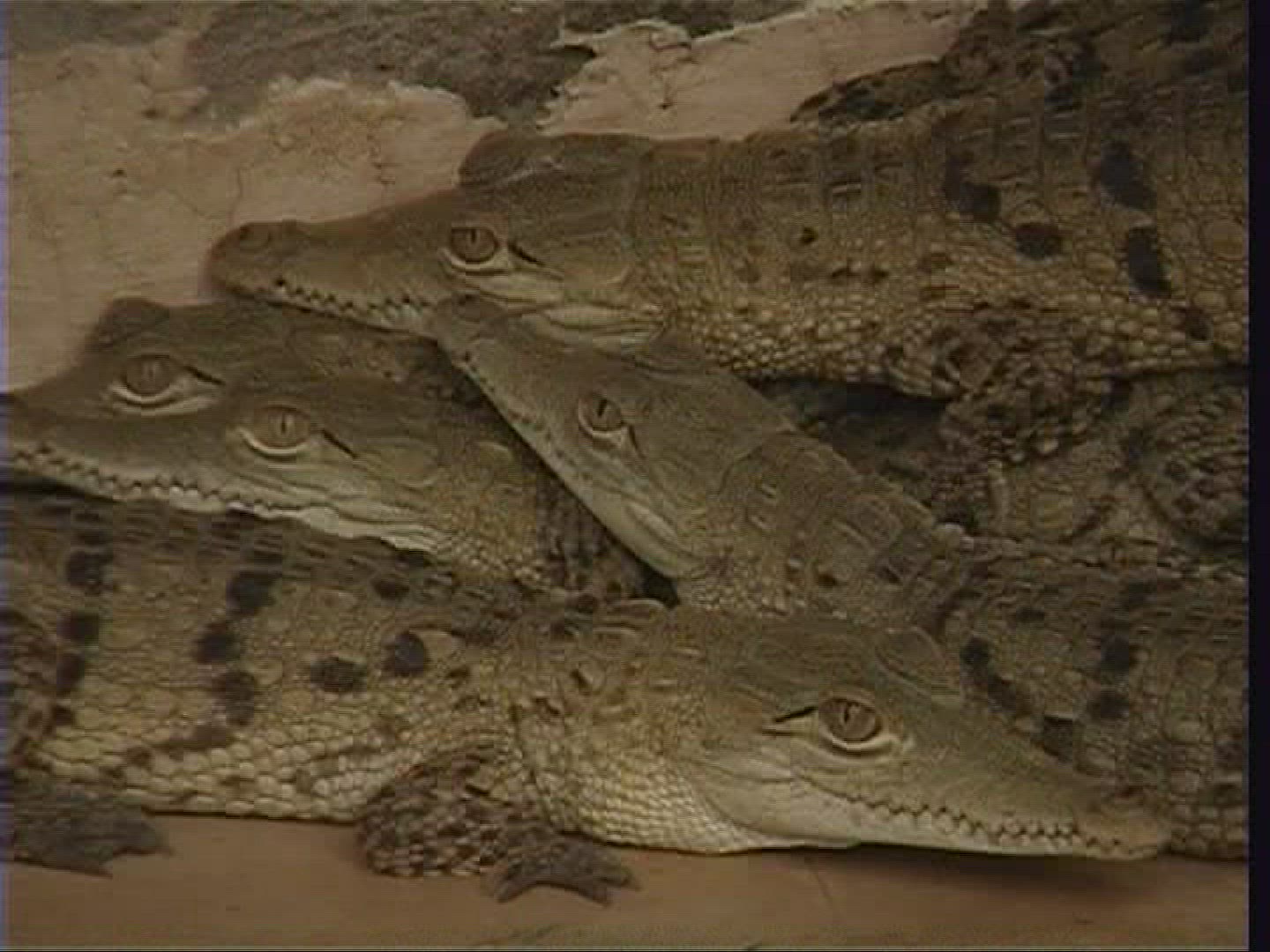 956993463 / Spectacled Caiman / Offspring / Costa Rica