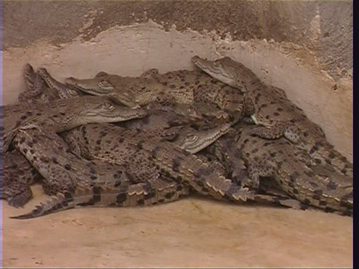 296987746 / Spectacled Caiman / Offspring / Costa Rica