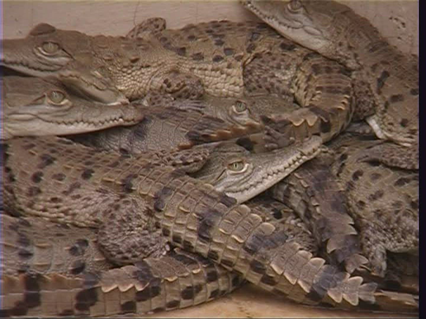161276526 / Spectacled Caiman / Offspring / Costa Rica