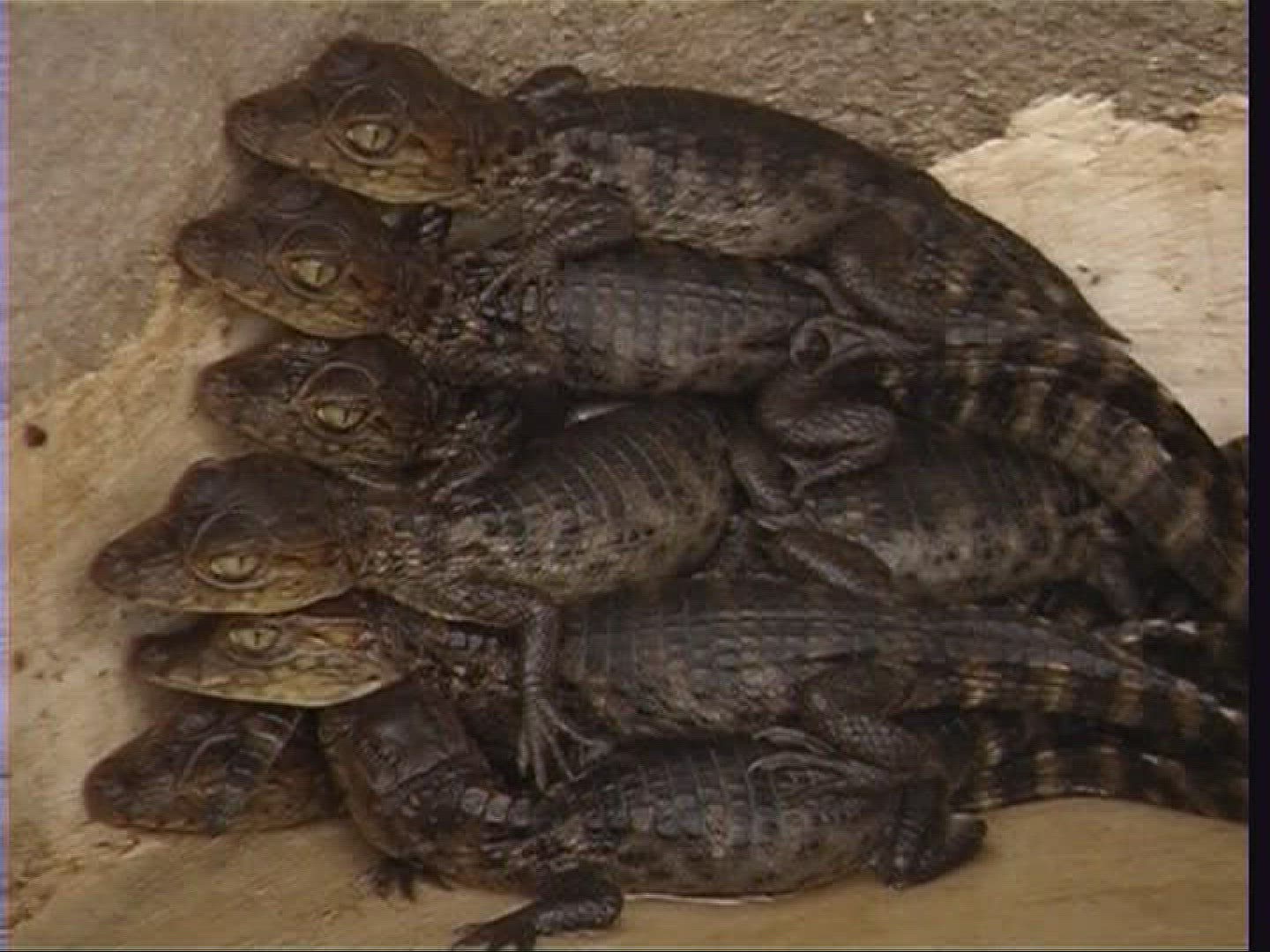 383861914 / Spectacled Caiman / Offspring / Costa Rica