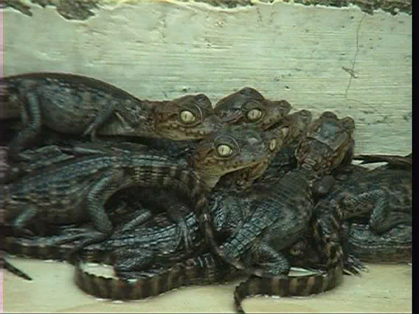 498056276 / Spectacled Caiman / Offspring / Costa Rica