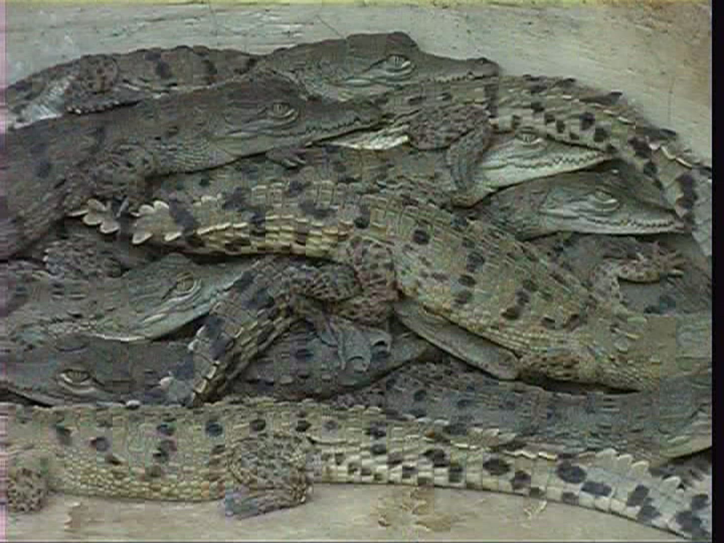 696208951 / Spectacled Caiman / Offspring / Costa Rica