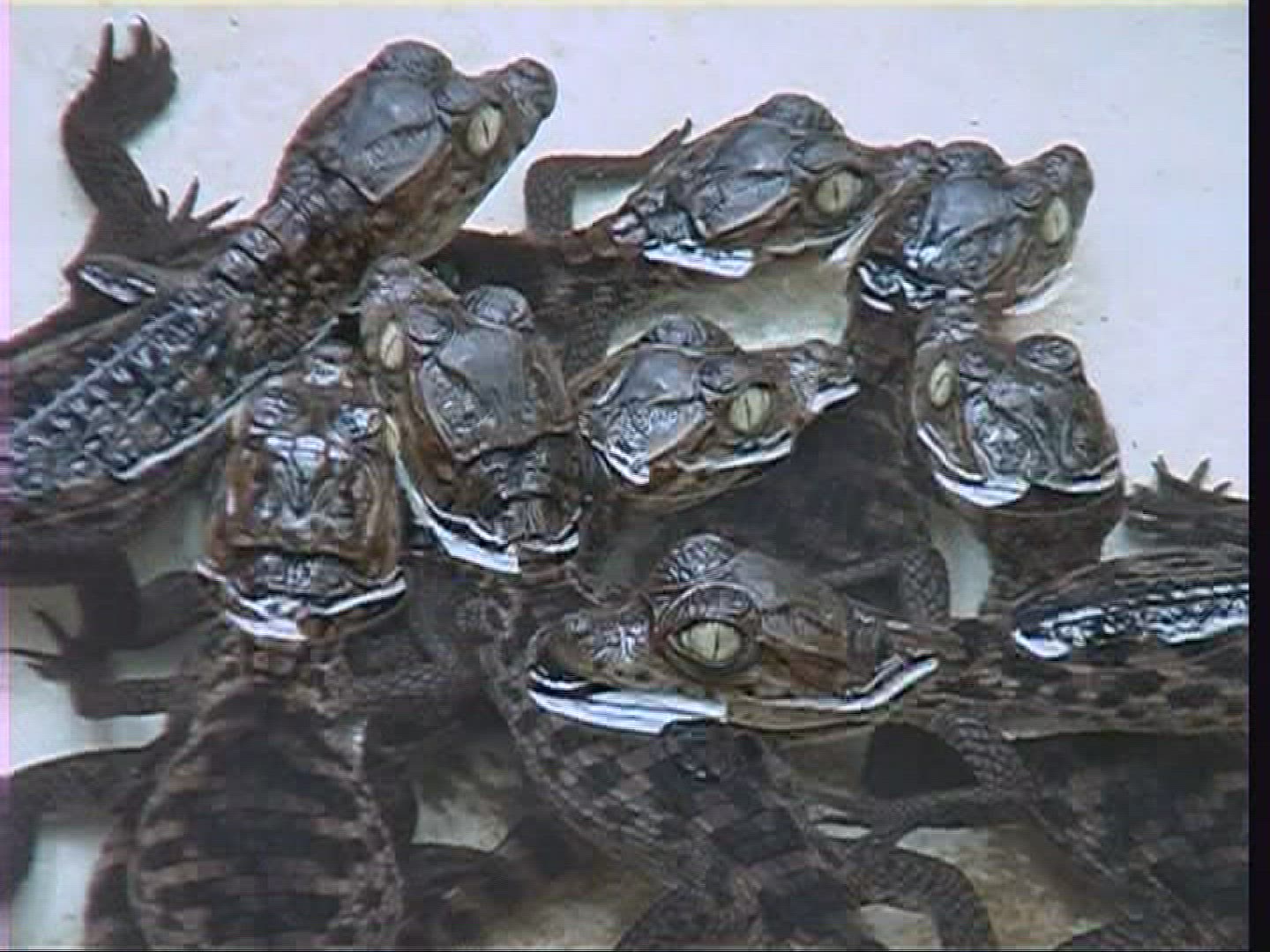 272191818 / Spectacled Caiman / Offspring / Costa Rica