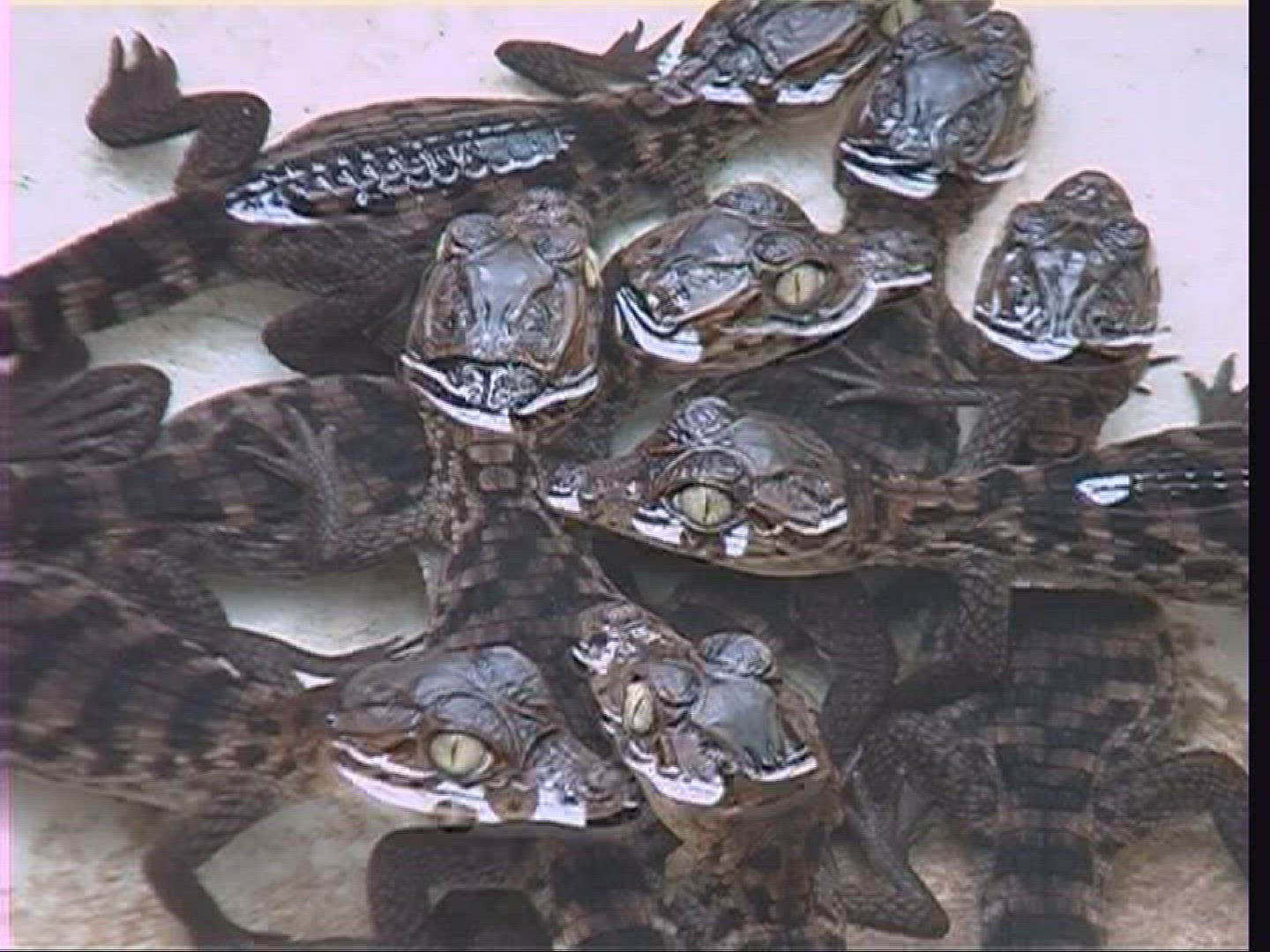 188569186 / Spectacled Caiman / Offspring / Costa Rica