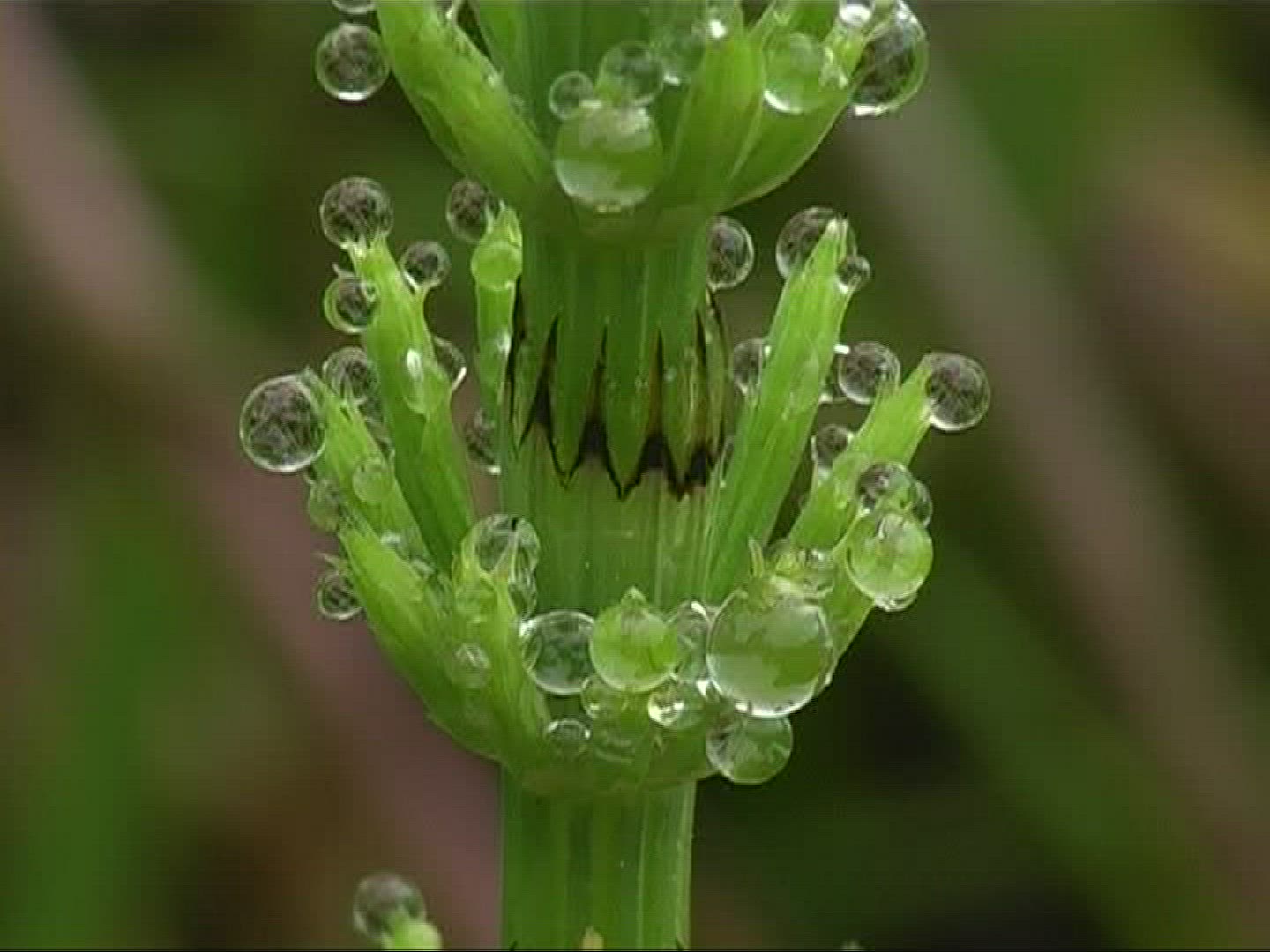 959675762 / Horsetail / Stipe