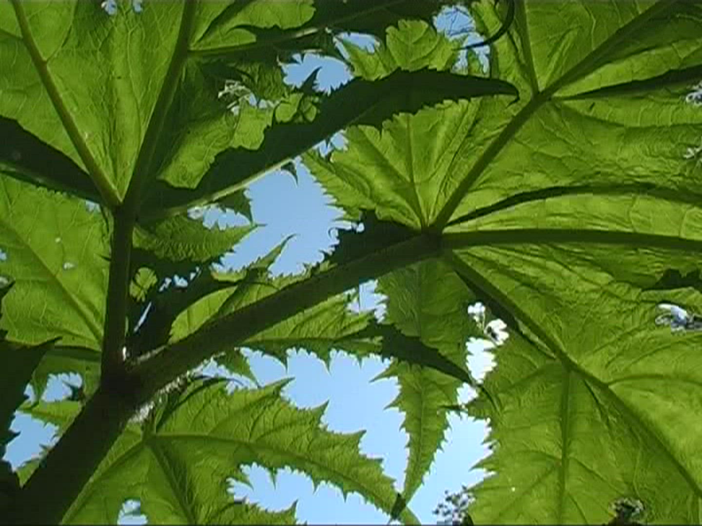 426136884 / Castor Oil Plant / Leaf