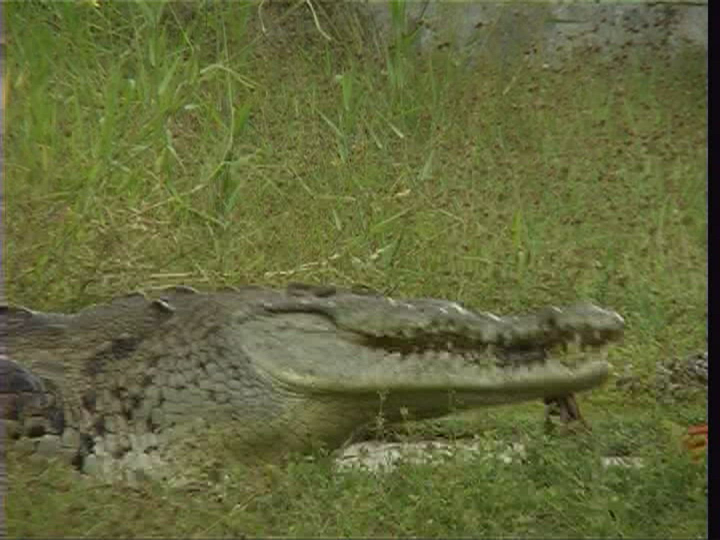 280754632 / Spectacled Caiman / Costa Rica