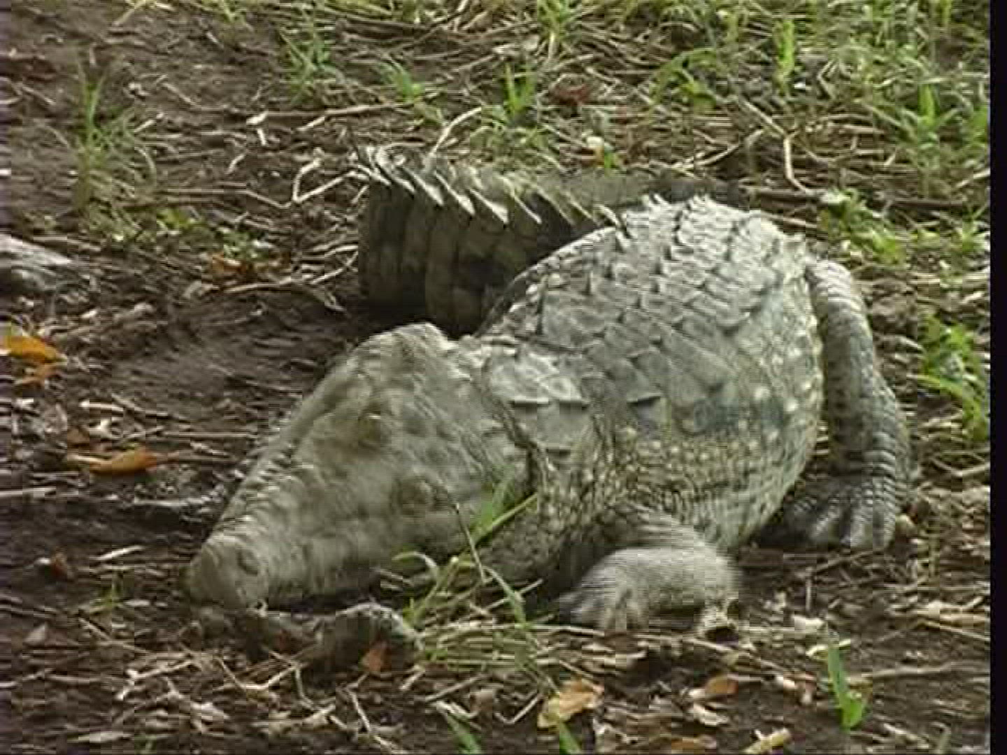 212118406 / Spectacled Caiman / Costa Rica