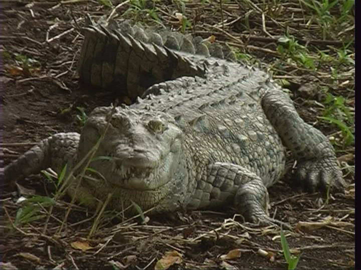 566373771 / Spectacled Caiman / Costa Rica