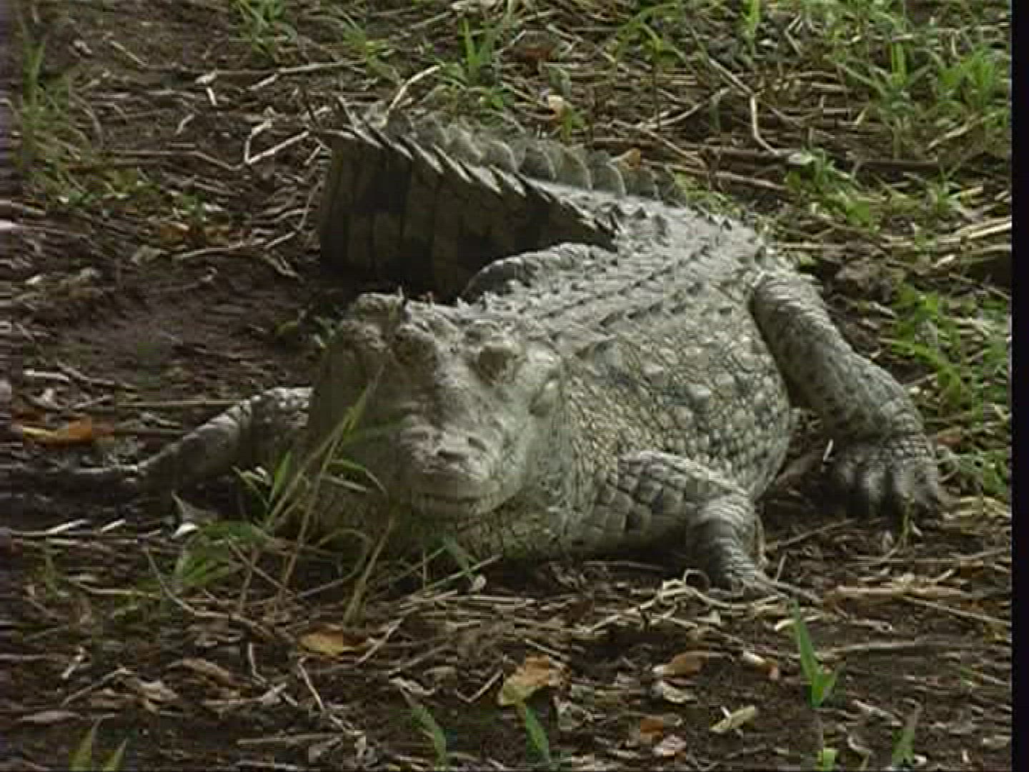 673436723 / Spectacled Caiman / Costa Rica