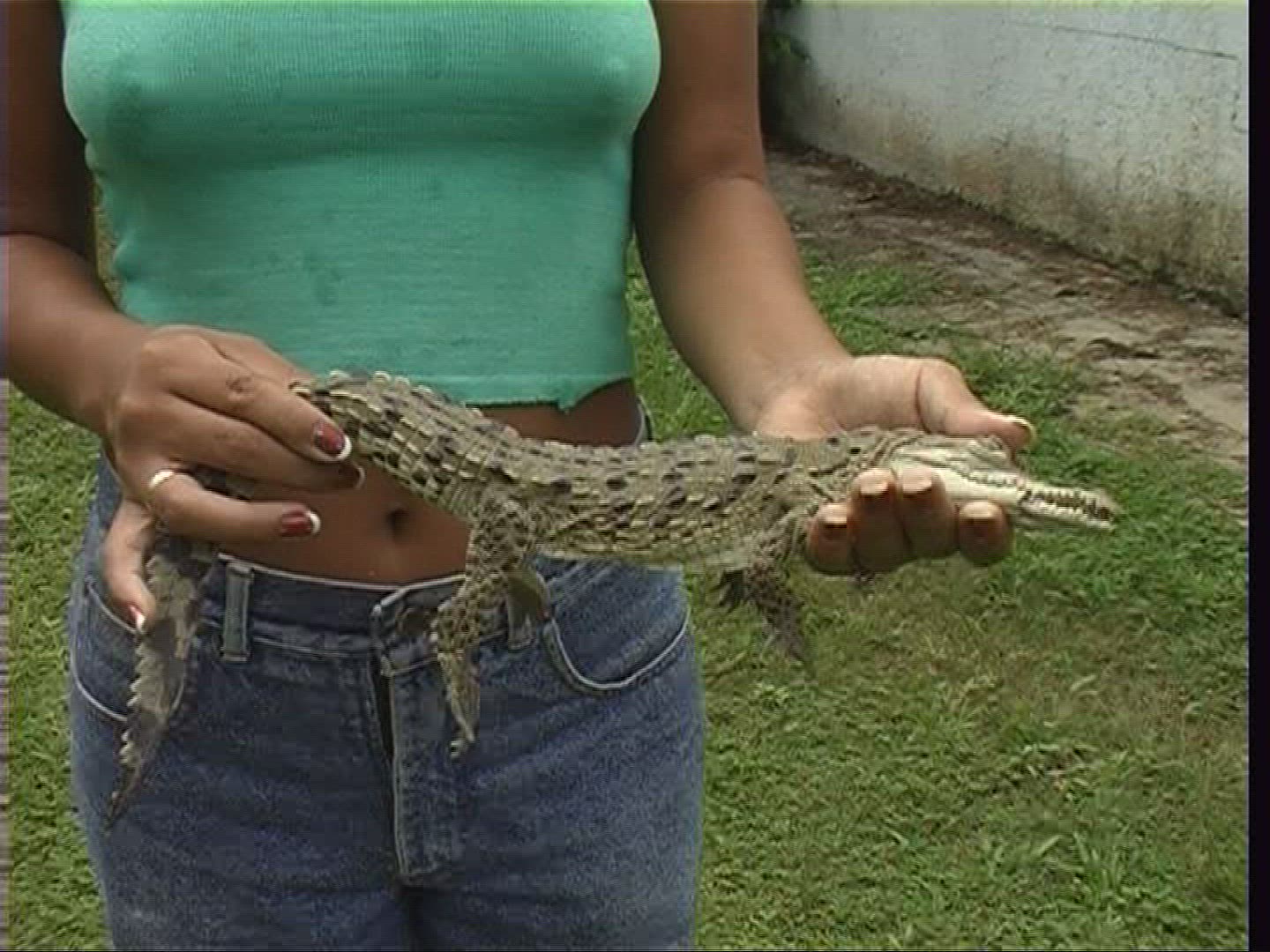 463576557 / Spectacled Caiman / Offspring / Costa Rica