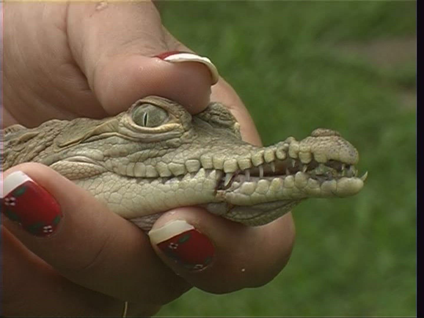 996695644 / Spectacled Caiman / Offspring / Costa Rica