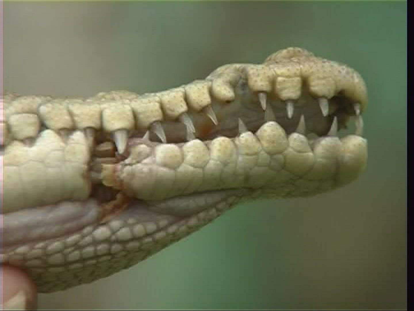 680603757 / Spectacled Caiman / Offspring / Costa Rica