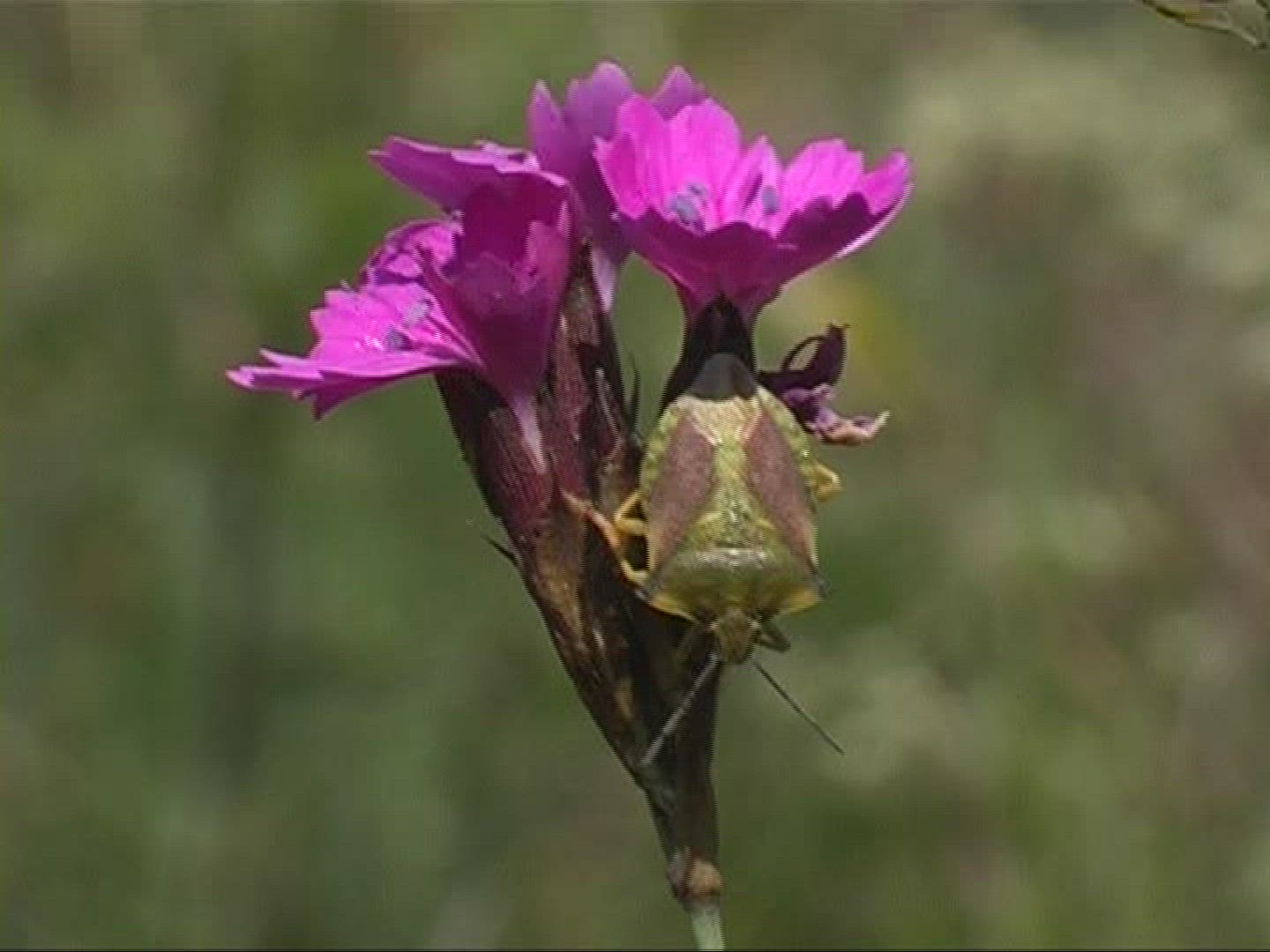 896348574 / German Pink / Bug