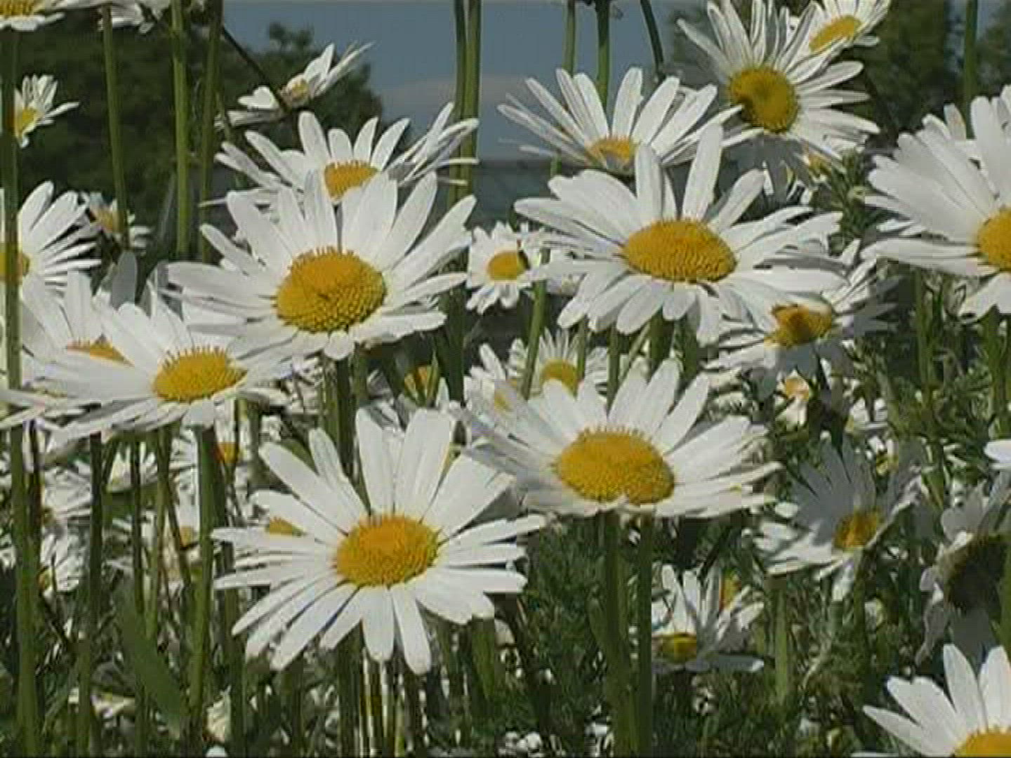 366462659 / Marguerite / Blossom