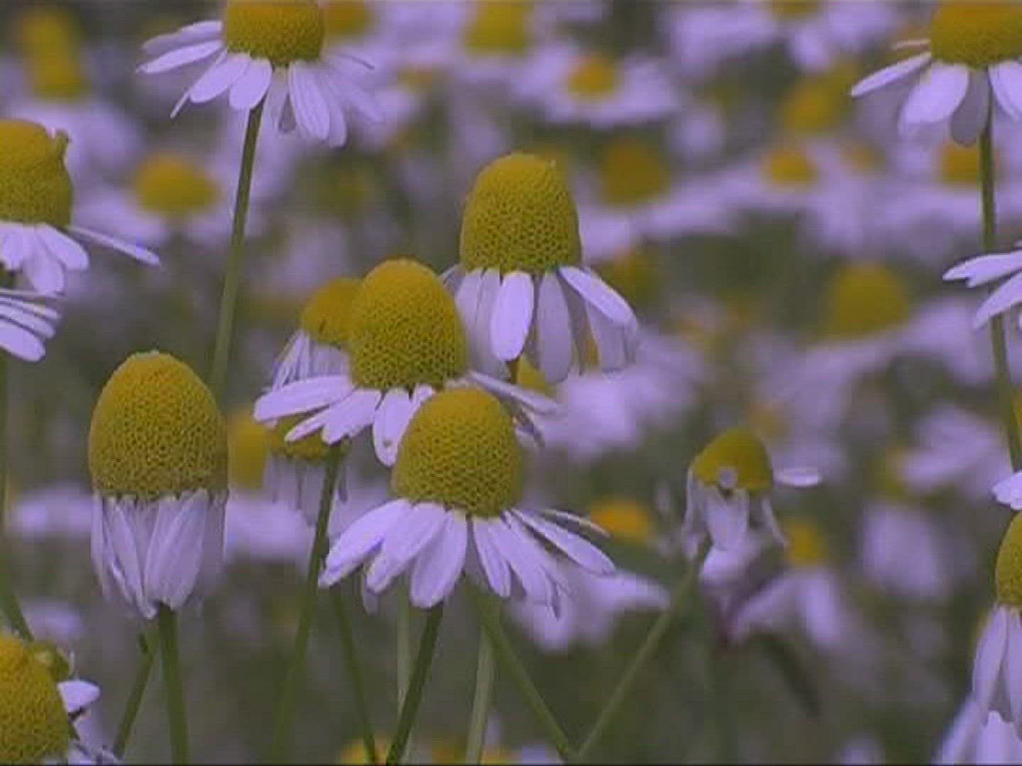 659891719 / German Chamomile / Blossom