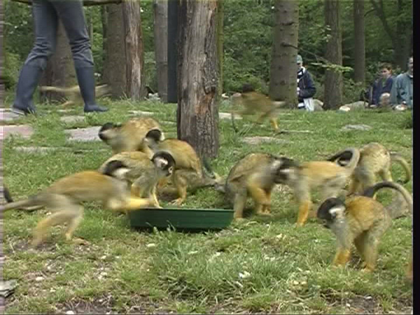 693748747 / Squirrel Monkey / Zoo / Netherlands