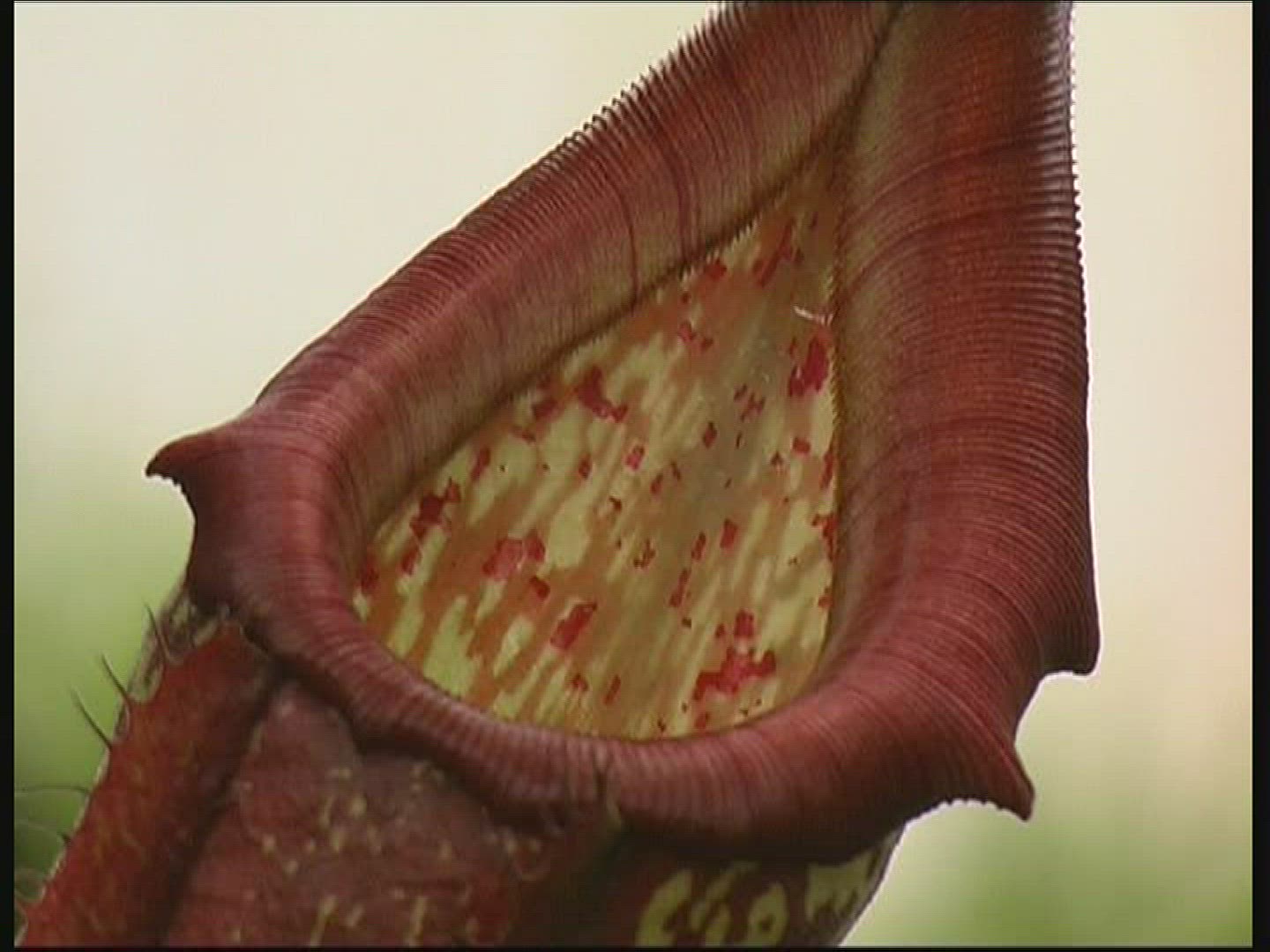 578909184 / Carnivorous Plant / Leaf