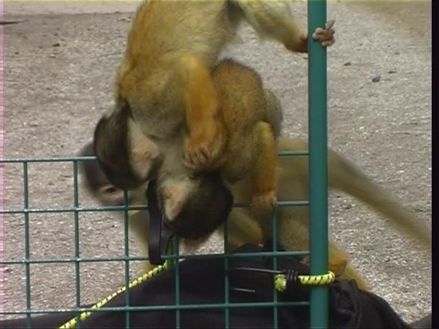 366755398 / Squirrel Monkey / Zoo / Netherlands